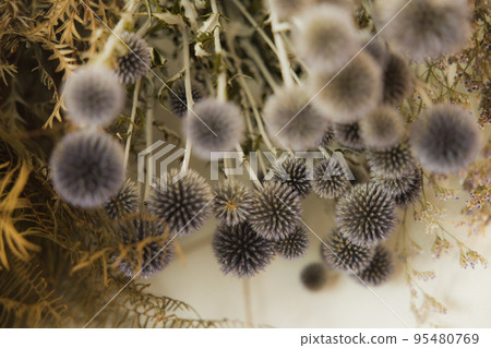 Dried flower Dried flower 95480769