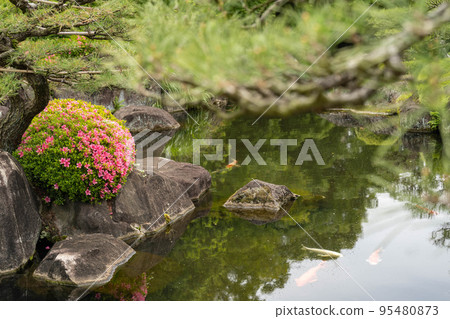 Early summer azaleas snuggling up to the carp in the pond of the Japanese garden (Kokoen) 95480873