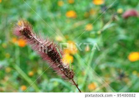 吃紫色狐尾花穗的蜘蛛甲蟲（蜘蛛蟲） 95480882