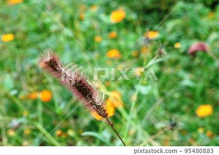 吃紫色狐尾花穗的蜘蛛甲蟲（蜘蛛蟲） 95480883