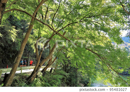 Autumn Lake Kamikita (Moroyama Town, Saitama Prefecture) 95481027