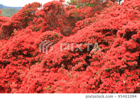 Kirishima Azalea 95481094
