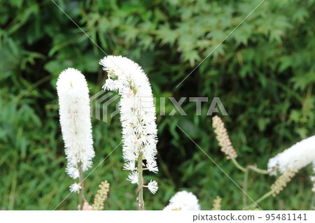 剛開始開花的更正莊馬（Sarashina Masuma）的花朵是白色的淺紫色！ 95481141