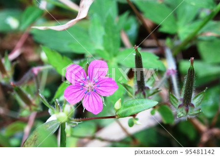 Akabana Gennoshoko in hermaphrodite stage (evidence of red flower appearance) Akabana Gennoshoko in hermaphrodite stage (evidence of red flower appearance) 95481142