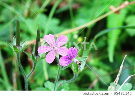 雌雄同體階段的赤花玄野松子(紅花出現的證據) 雌雄同體階段的赤花玄野松子(紅花出現的證據) 95481143