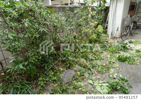 leaves falling in the felled garden leaves falling in the felled garden 95481257