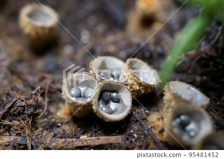巨大的苔蘚特寫 巨大的苔蘚特寫 95481452