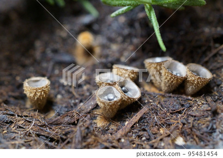 巨大的苔蘚特寫 95481454