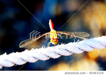 Red dragonfly 95481529