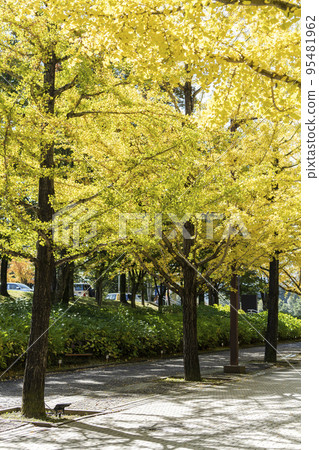 A row of ginkgo trees at Azuma Athletic Park, Fukushima City, Fukushima Prefecture. A row of ginkgo trees at Azuma Athletic Park, Fukushima City, Fukushima Prefecture. 95481962