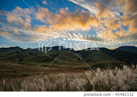 Pampas grass in early autumn 95482132