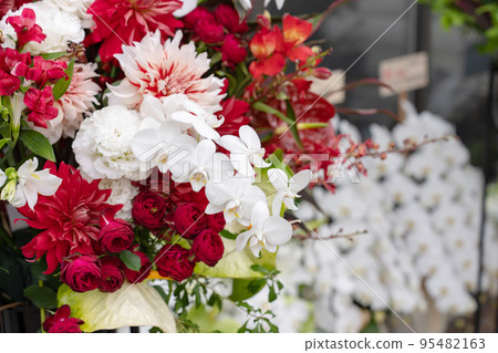 Opening celebration, Phalaenopsis orchid 95482163