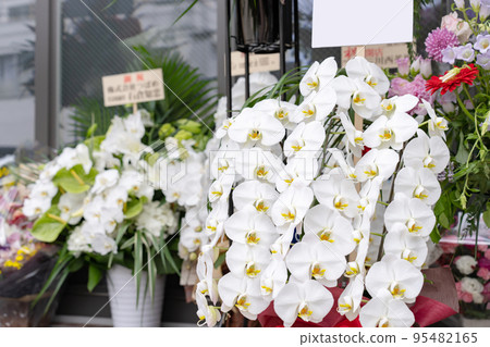 開幕慶典，蝴蝶蘭 95482165