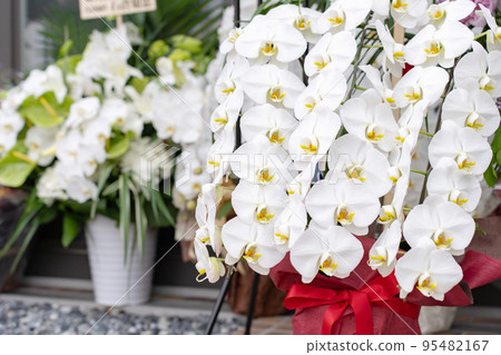 Opening celebration, Phalaenopsis orchid 95482167