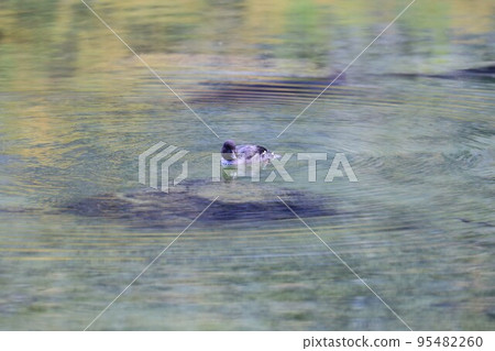 [冰島] Ausbirgi 鴨 95482260