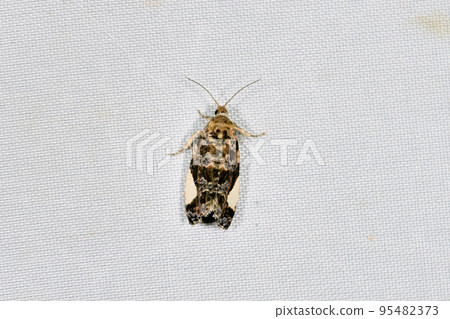 Shiromon Himehamaki(北海道層雲峽) Shiromon Himehamaki(北海道層雲峽) 95482373