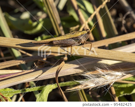 Spiny locust on the grass 95482425
