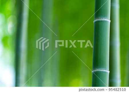  Bamboo grove 95482510