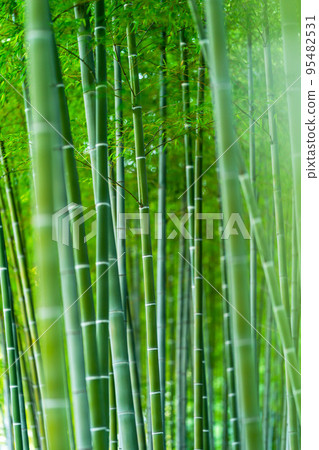 Bamboo grove 95482531