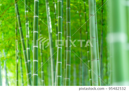 竹林 竹林 95482532