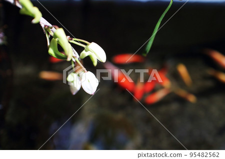 白蘭花和金魚的風景 95482562