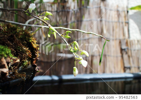 lovely white orchid buds 95482563
