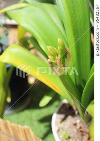 Buds of Junzi Orchid waiting for spring 95482567