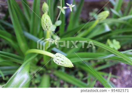 scilla peruviana buds scilla peruviana buds 95482571