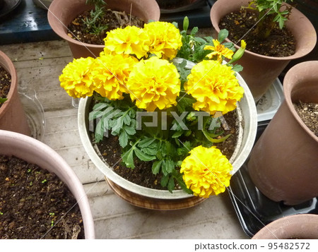 yellow flower marigold yellow flower marigold 95482572