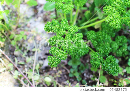 Image of parsley grown in a home garden 95482573