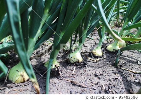Onion field lined up neatly Onion field lined up neatly 95482580
