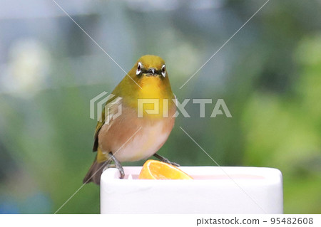 White-eye feeding ground White-eye feeding ground 95482608