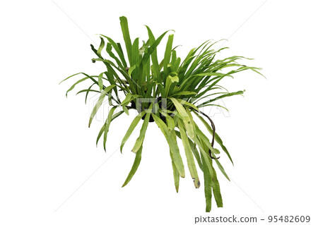 Long strap fern, Campyloneurum phyllitidis Long strap fern, Campyloneurum phyllitidis 95482609