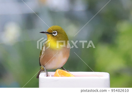 White-eye feeding ground 95482610