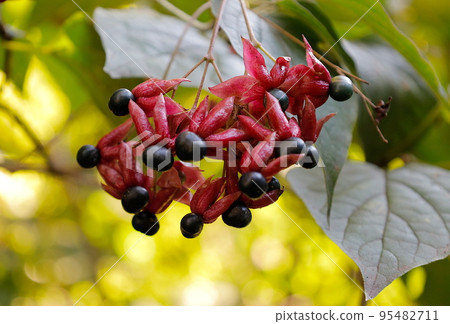 初秋：成熟的深藍色漿果 95482711