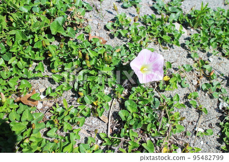 Beautiful flowers of bindweed blooming on the beach Beautiful flowers of bindweed blooming on the beach 95482799