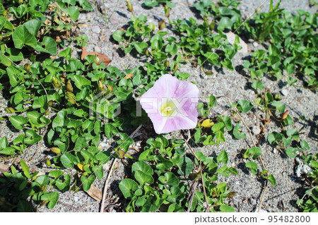 沙灘上盛開的旋花 沙灘上盛開的旋花 95482800