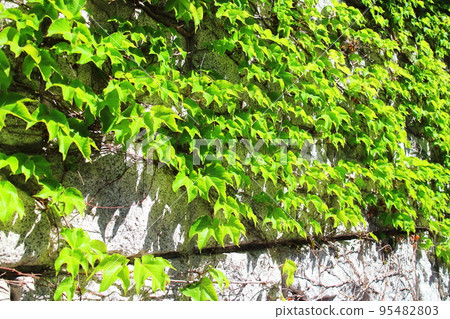 ecological green curtain ecological green curtain 95482803