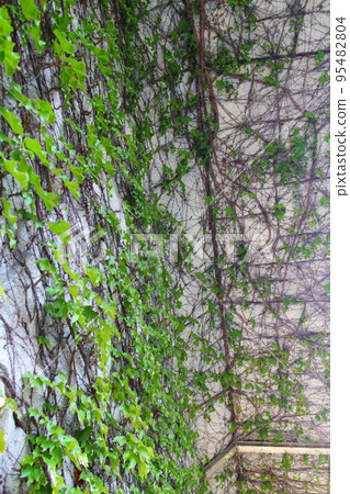 Green plant roots crawling on the wall Green plant roots crawling on the wall 95482804