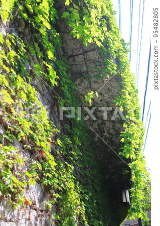Green curtain covering the wall Green curtain covering the wall 95482805