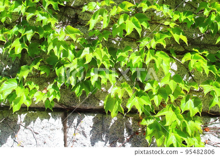 Green curtain for global warming countermeasures 95482806