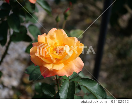 Rose Flower Memories of Anne 95482952