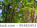 樹木 95483453