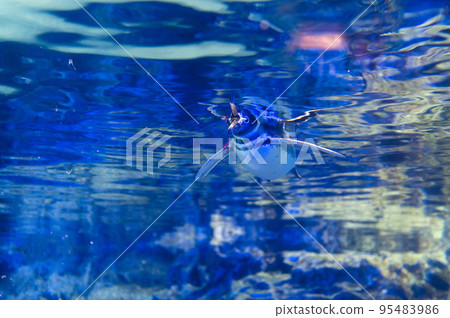 Penguins swimming 95483986