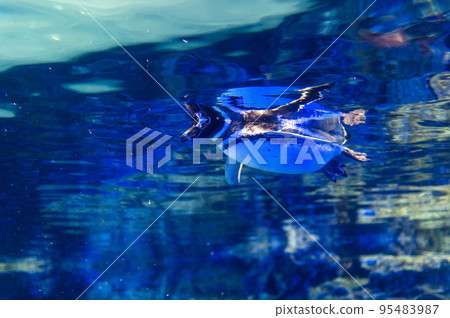 Penguins swimming 95483987