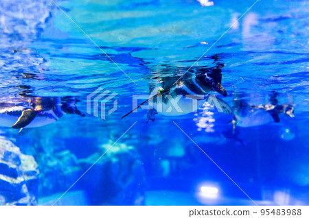 Penguins swimming Penguins swimming 95483988