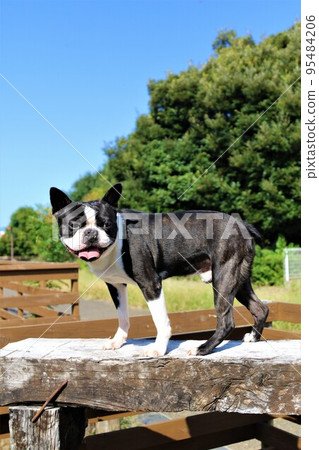 Mighty, a Boston terrier, enjoys playing on the dog run in Sakado City while climbing a wooden platform and staring cutely at the blue sky in the background. Mighty, a Boston terrier, enjoys playing on the dog run in Sakado City while climbing a wooden platform and staring cutely at the blue sky in the background. 95484206
