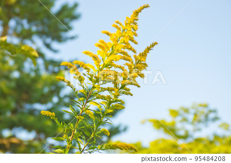 The yellow flower bird 95484208