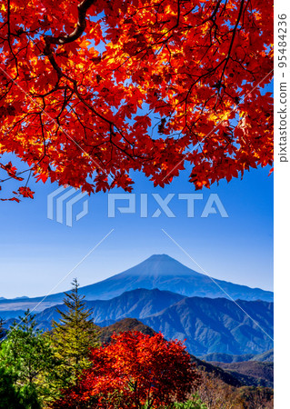 Hamaiva Maru的秋葉包裹著富士山 Hamaiva Maru的秋葉包裹著富士山 95484236