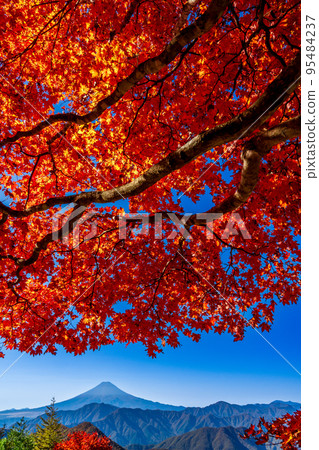 富士山在充滿天空的鮮紅色秋葉中 富士山在充滿天空的鮮紅色秋葉中 95484237